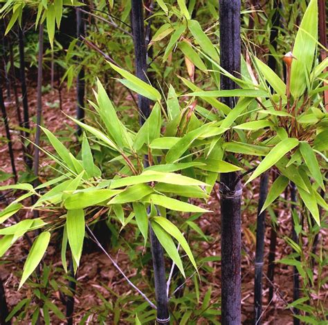 100pcs Garden Black Bamboo Seeds Courtyard Phyllostachys Nigra Plants