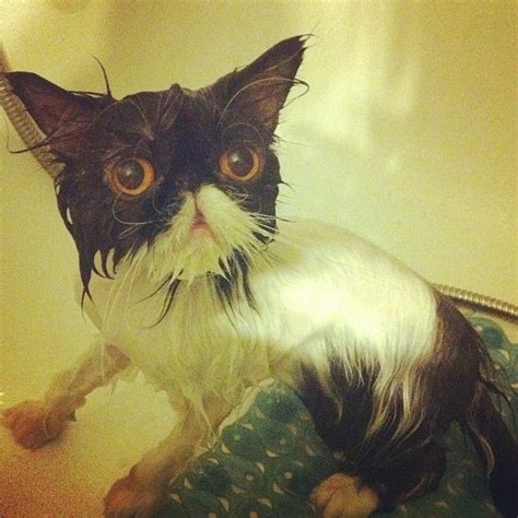 Photo Op Caution Wet Cat Via The Hot Mess Cute Animals Wet Cat