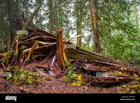 Ancient Temperate Rainforest British Columbia Canada Stock Photo Alamy