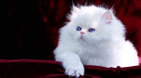 Burning Question Are Persian Kittens The Cutest Cats Ever Film Daily