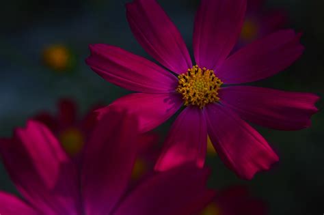 Purple Cosmos Flower Free Photo On Pixabay Pixabay