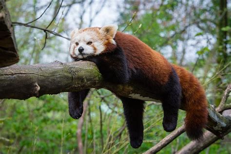 Red Panda 4 Legged Animal Lying Branch Animal Themes Animal