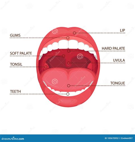 Anatomy Mouth Stock Photography 27186362