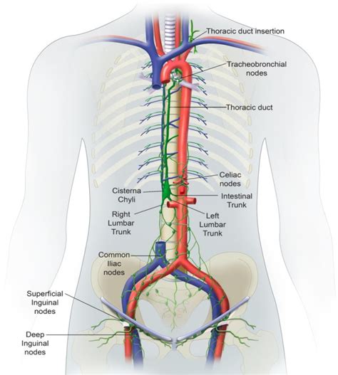 Interventional Radiology In The Management Of Thoracic Duct Injuries