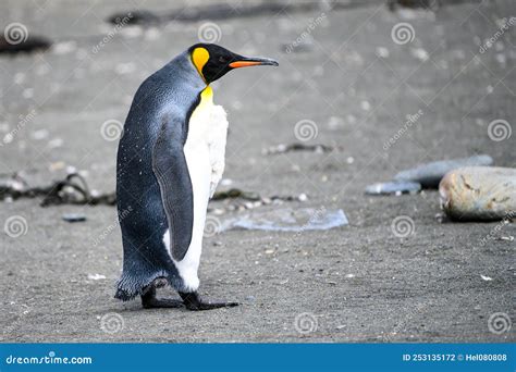 King Penguin In Moult With Last Old Feathers On Ches South Georgia