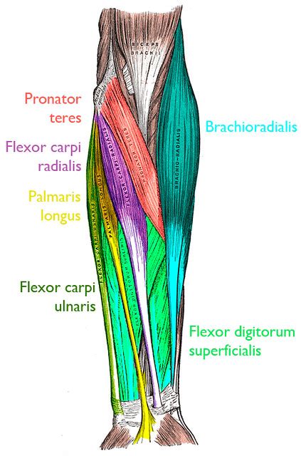 Anterior Forearm Anatomy