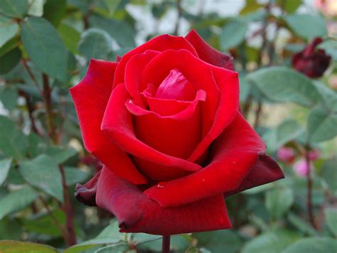 Your roses wallpaper stock images are ready. red rose flowers, rose wallpapers, wallpaper, pictures of ...