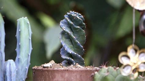 Cuidados Del Cactus Y Sus Principales CaracterÍsticas