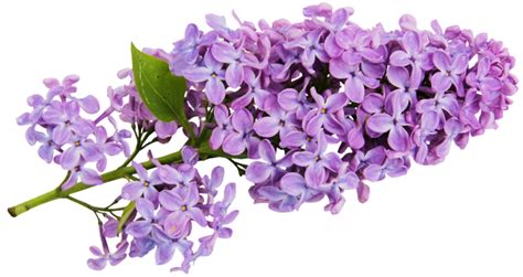 Lilac Png Transparent Image Download Size 800x424px