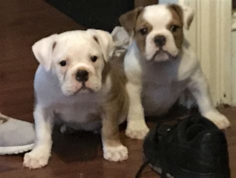 Old English Bulldog Puppies For Sale New Bedford Ma 193272