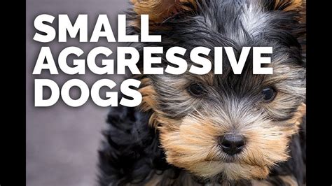 Small Aggressive Dogs Youtube