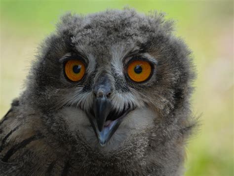 Eurasian Eagle Owl Chick Photograph By Erin Morie Pixels