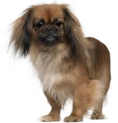 Pekingese Dog Breed Guide