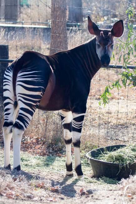 Denver Zoo Welcomes New Okapi To Herd From Disneys Animal Kingdom