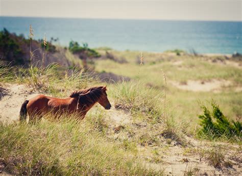 Take A Wild Horse Tour In The Outer Banks