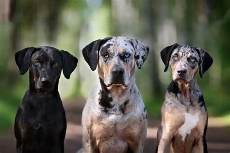 All About The Catahoula Leopard Dog A Unique And Loyal Breed