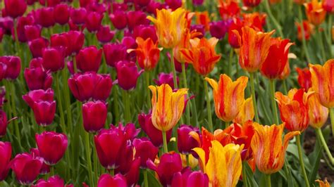 Tulip Ottawa Bing Wallpaper Download