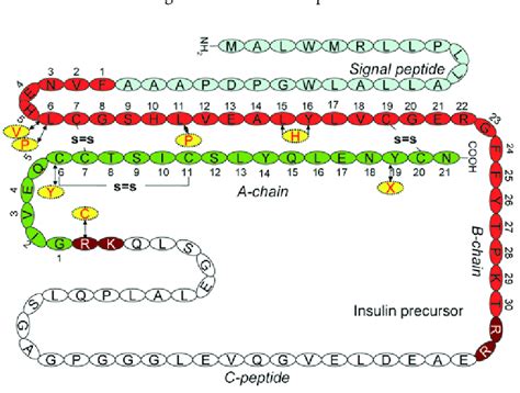 Amino Acid Sequences Of Wt And Mutant Proinsulins The Amino Acid