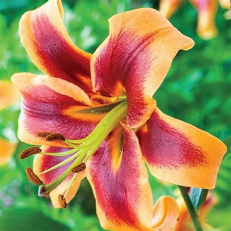 Lily Giant Orienpet Debby 1 Bulb Lily Bulbs Planting Bulbs In