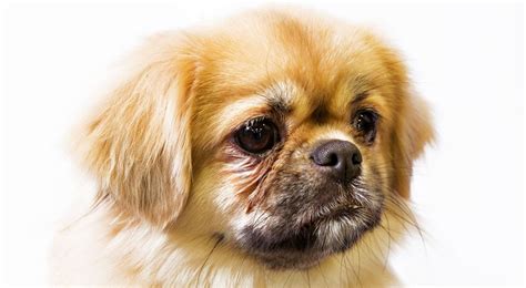 Everything About Your Tibetan Spaniel Luv My Dogs