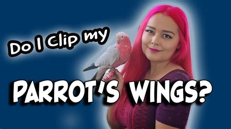 Do I Clip My Birds Wings How To Trim Flight Feathers Youtube