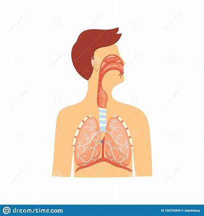 Respiratory System Medical Scheme Anatomical Isolated Illustrazione