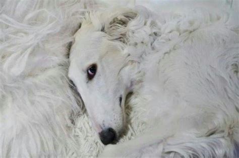 To advance this breed to a state of similarity throughout the world; 15 Unique Russian Names for Your Borzoi or Rusian ...