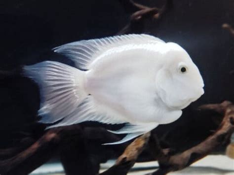 Platinum Snow White Parrot Fish Cichlid 4cm Cichlasoma Hybrid Ebay