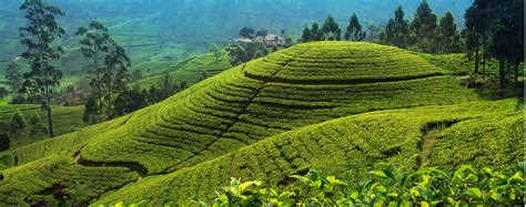 The Best Tea Plantation To Visit In Nuwara Eliya Sri Lanka Lipton Tea