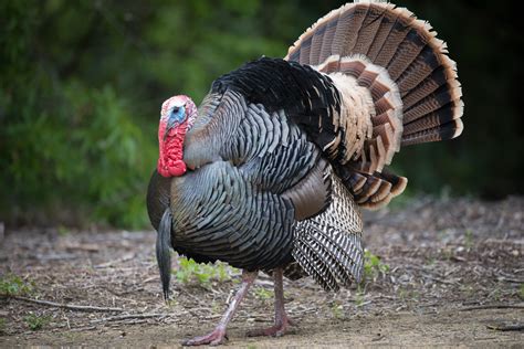 Select from premium jake turkey of the highest quality. 6 wacky facts about wild turkeys | Cottage Life