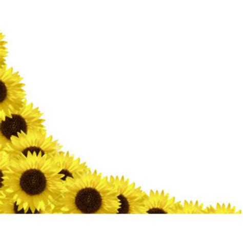Download High Quality Sunflower Clipart Border Transparent Png Images