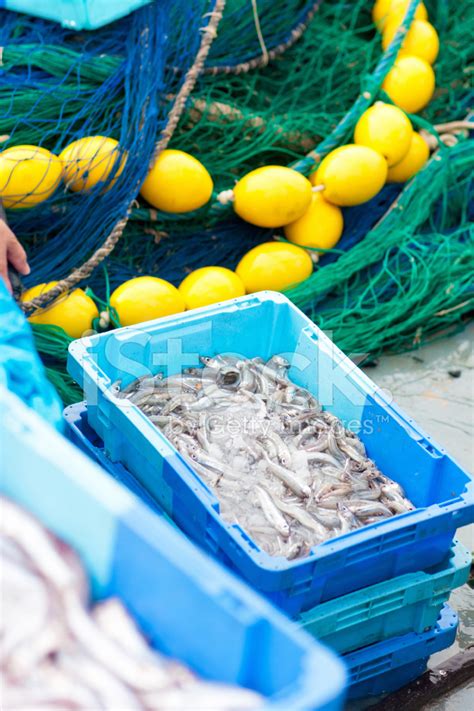 Fresh Fish Stock Photo Royalty Free Freeimages