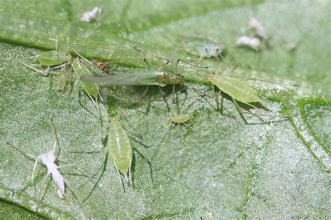 7 insects that are beneficial to tomato plants. Protect Your Plants - 4 Common Tomato Pests | Espoma