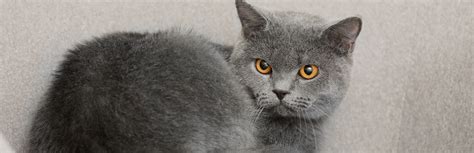 British Shorthair Cat Cat Breed Information Characteristics And Facts
