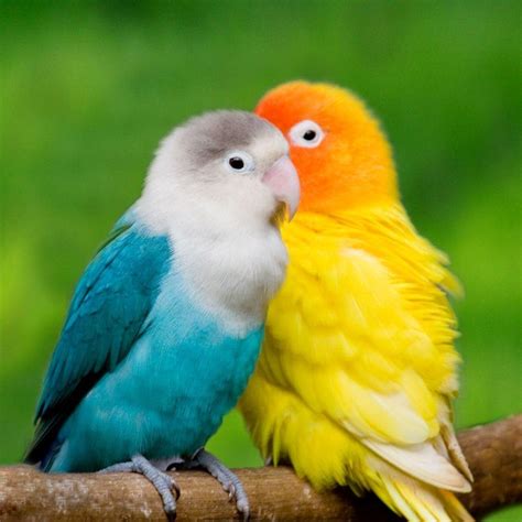 Love Birds Wallpapers Top Những Hình Ảnh Đẹp