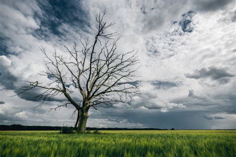 Old Dead Lonely Tree In The Green Fields In Front Of Rainy Clouds Stock