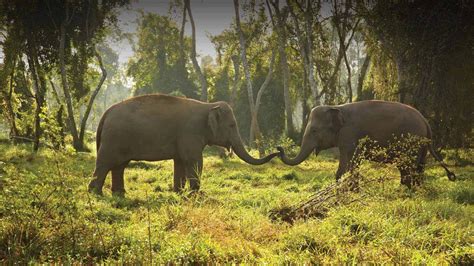 Chiang Rai Hotels Anantara Golden Triangle Elephant Camp And Resort