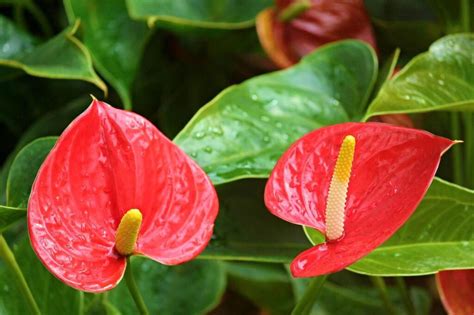 Conheça as flores selvagens mais famosas e bonitas Ikebana Flores