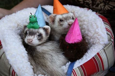 Party Hat Ferrets Pet Ferret Cute Ferrets Ferret