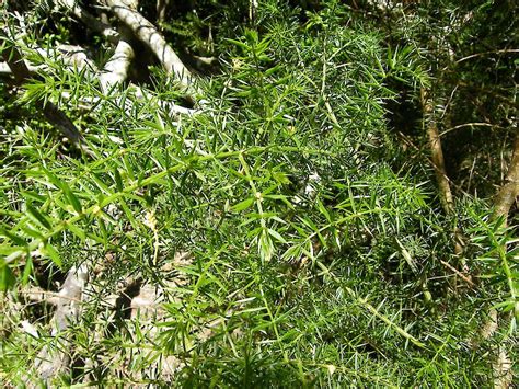 Bushy Asparagus • Weedbusters