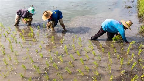 Farmers Planting Rice Seedlings Editorial Stock Photo Image Of