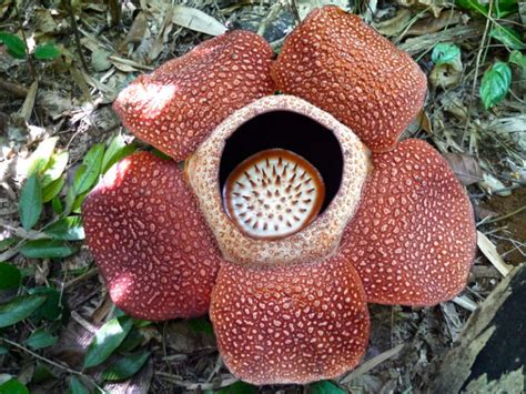 Rafflesia Arnoldii Awesome Bloom Our Breathing Planet