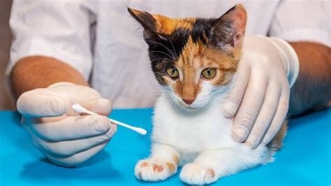 Ringworm In Cats Vets Guide To Symptoms And Treatment Petsradar