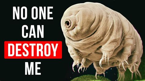 Meet the Immortal Creatures on Earth: Tardigrade! - YouTube