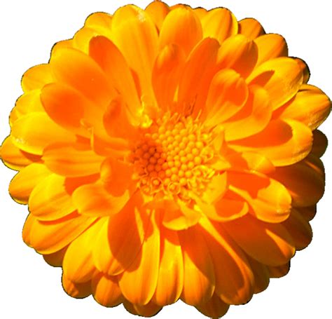 The Marigolds Clip Art Others Png Download 609585 Free