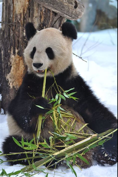 10 Facts About Pandas Buzzswen Panda Facts Bear