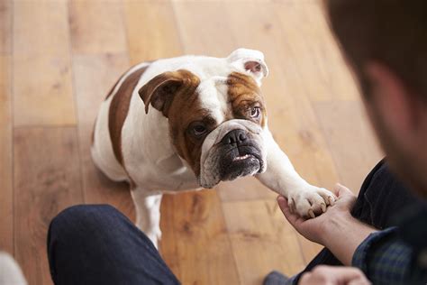 12 Easy And Fun Tricks To Teach Your Dog