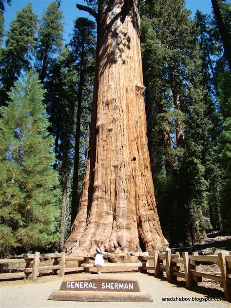 Interesting Things Do You Know Worlds Biggest Tree