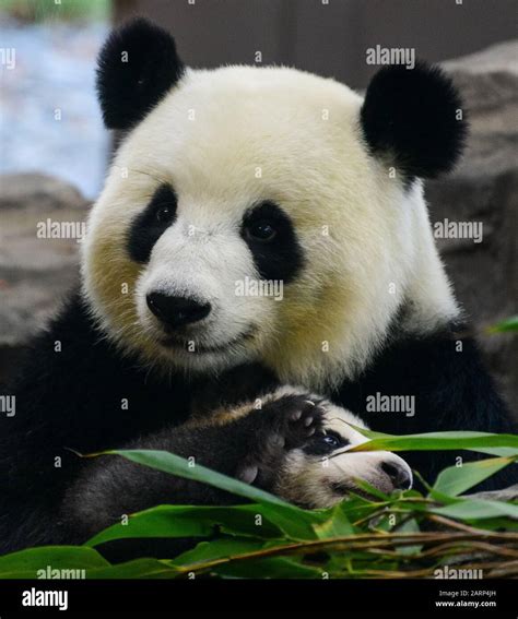 Panda Cub With Mother Meng Meng In Berlin Zoo Stock Photo Alamy
