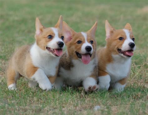 Three Adorable Brown And White Corgi Puppies Corgi Dog Corgi Corgi
